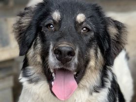 Rainy, geb. ca. 11/2022, lebt in GRIECHENLAND, im städt. Tierheim Serres