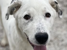 Pünktchen, geb. ca. 10/2022, lebt in GRIECHENLAND, im städt. Tierheim Serres