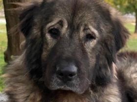 Potter, geb. ca. 11/2020, lebt in GRIECHENLAND, auf einer privaten Pflegestelle