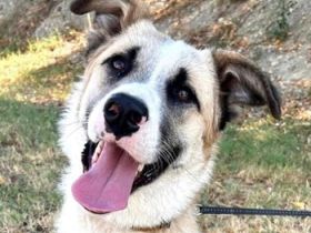 Pedro, geb. ca. 11/2022, lebt in GRIECHENLAND, auf einer privaten Pflegestelle