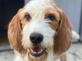 Hans, geb. ca. 08/2022, lebt in GRIECHENLAND, im städt. Tierheim Serres