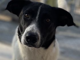 Grecco, geb. ca. 11/2022, lebt in GRIECHENLAND, im städt. Tierheim Serres