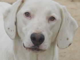 Funky, geb. ca. 11/2021, lebt in GRIECHENLAND, auf einer privaten Pflegestelle