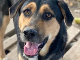 Eppo, geb. ca. 11/2022, lebt in GRIECHENLAND, im städt. Tierheim Serres