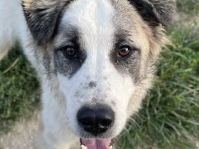 Wesley, geb. ca. 11/2022, lebt in GRIECHENLAND, im städt. Tierheim Serres