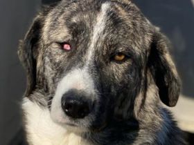 Rafaeli, geb. ca. 03/2021, lebt in GRIECHENLAND, im städt. Tierheim Serres