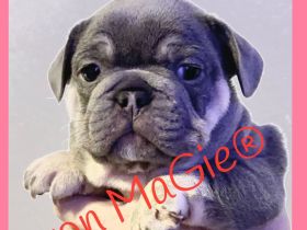 französische Bulldoggen Welpen