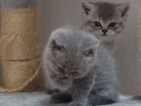 BKH Kitten 3 Jungs