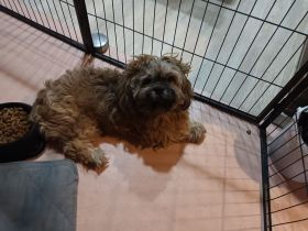 Abgabe aus seriöser Zucht