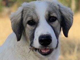 Sakura, geb. ca. 05/2022, lebt in GRIECHENLAND, auf einer privaten Pflegestelle