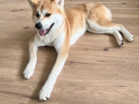Akita inu in guten Händen abzugeben!