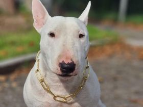 Miniatur Bullterrier Deckrüde