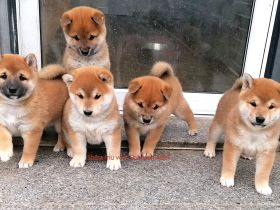 Reizende Shiba Inu Welpen