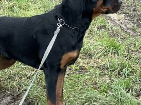 Piro aus der Bohmter Heide