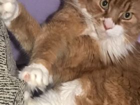 Norwegische Waldkatze