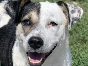 Marisa, geb. ca. 12/2017, lebt in GRIECHENLAND, im städt. Tierheim Serres