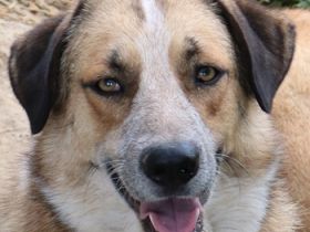 Nena, geb. ca. 10/2017, lebt in GRIECHENLAND, im städt. Tierheim Serres