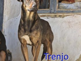 TRENJO ❤️