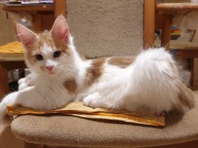 TRAUMHAFT SCHÖNE REINRASSIGE MAINE COON KITTEN mit Stammbaum