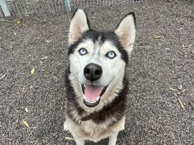 Starlight - Husky (mix) aktiv, lieb (w)