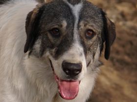 Vanessa, geb. ca. 05/2022, lebt in GRIECHENLAND, auf einer privaten Pflegestelle