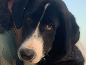 Zelina, geb. ca. 05/2022, lebt in GRIECHENLAND, auf einer privaten Pflegestelle