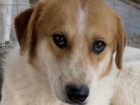 Bengta, geb. ca. 10/2018, lebt in GRIECHENLAND, auf einem Gelände, auf dem die Hunde notdürftig vers