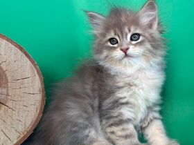 Sibirische Katze - Kitten mit Stammbaum