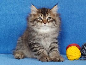 Sibirische Katze - Kitten mit Stammbaum