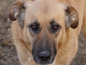 Wilhelmine Johanna, geb. ca. 10/2019, lebt in GRIECHENLAND, im städt. Tierheim Serres