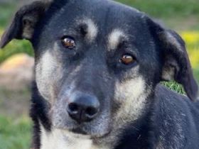 Nancy, geb. ca. 03/2019, lebt in GRIECHENLAND, auf einem Gelände, auf dem die Hunde notdürftig verso