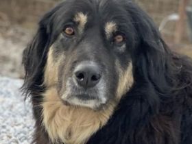 Nayda, geb. ca. 01/2015, lebt in GRIECHENLAND, im städt. Tierheim Serres