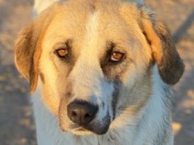 Maha, geb. 04/2018, lebt in GRIECHENLAND auf einem Gelände, auf dem die Hunde notdürftig versorgt we