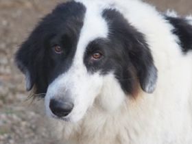 Maella, geb. ca. 02/2020, lebt in GRIECHENLAND, im städt. Tierheim Serres