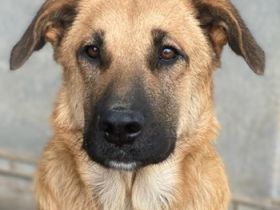 Linn, geb. ca. 05/2020, lebt in GRIECHENLAND, im städt. Tierheim Serres