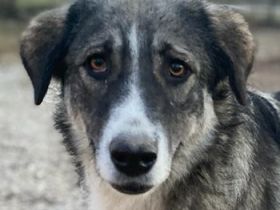 Kaisa, geb. ca. 02/2021, lebt in GRIECHENLAND, im städt. Tierheim Serres