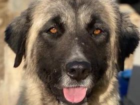 Harper, geb. ca. 12/2018, lebt in GRIECHENLAND, im städt. Tierheim Serres