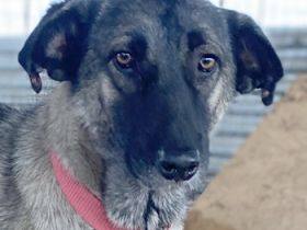 Freschta, geb. ca. 04/2018, lebt in GRIECHENLAND, auf einem Gelände, auf dem die Hunde notdürftig ve