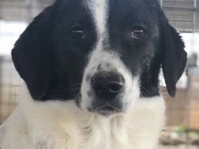 Ferrara, geb. ca. 04/2020, lebt in GRIECHENLAND, auf einem Gelände, auf dem die Hunde notdürftig ver