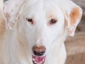 Esperanza, geb. ca. 03/2020, lebt in GRIECHENLAND, auf einem Gelände, auf dem die Hunde notdürftig