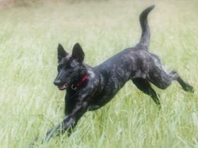 Fra‘ Domi Draumana