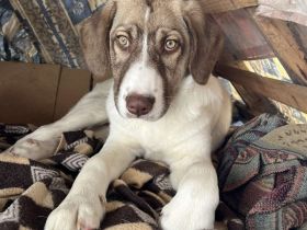 JUNGHÜNDIN HAZEL, noch in Griechenland