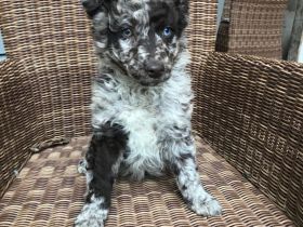 Reinrassige  Mudi Welpen