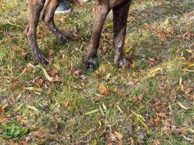 Deutscher Kurzhaar abzugeben