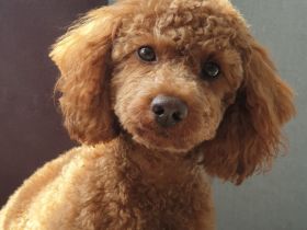 Zwergpudel,Pudel, Deckrüde! Red/Apricot! Kein Verkauf!