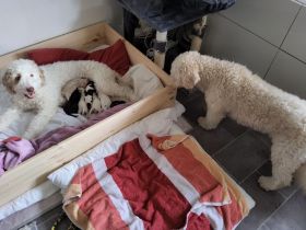 Spanischer Wasserhund poo