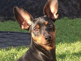 Purebred puppy Zwergpinscher. Documents FCI. Ukraine.