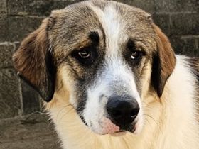 Timbert, geb. ca. 09/2023, lebt in GRIECHENLAND, auf einer privaten Pflegestelle