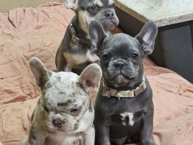 Französische Bulldogge