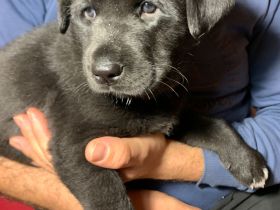 Mischlingswelpen Labrador